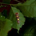 Blue Morpho Caterpillar