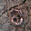 Earthworm