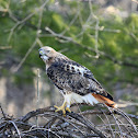 Red-Tailed Hawk