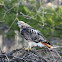 Red-Tailed Hawk
