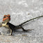 Blanford's Rock Agama