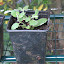 Pineapple Mint
