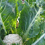 Grandad's Cauliflower