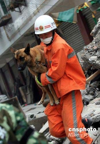 搜救犬