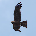 Black kite