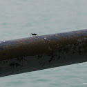 uncertain flying ant