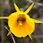 Narcissus bulbocodium