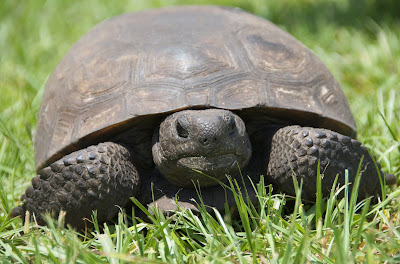 the turtle the turtle