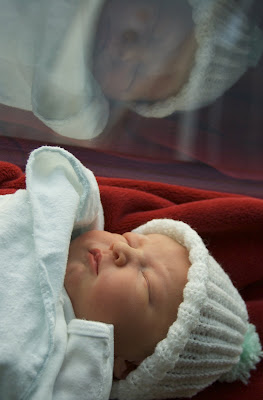 owen in the window owen in the window