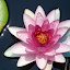 Waterlily in the pink. by Raymond Earl Eckert - Nature Up Close Flowers