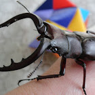 Saw Stag Beetle