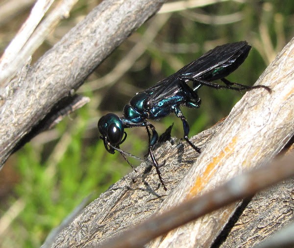 Steel Blue Cricket Hunter | Project Noah