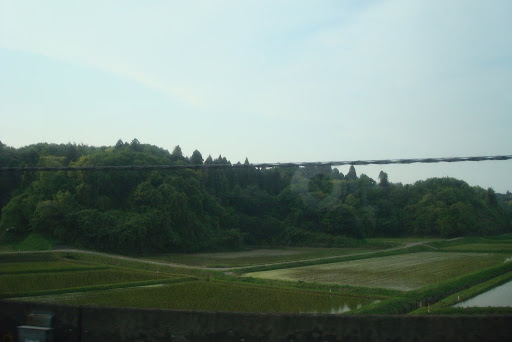 Rice Fields