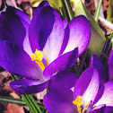 Crocus