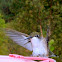 Humming Bird and Wild Turkey