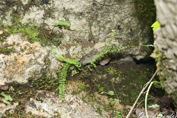 Spotting Image 1