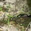 Maidenhair spleenwort