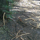 lizard