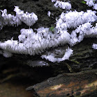 Ice Fingers