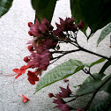 Flaming Glorybower
