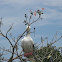 Red-Footed Booby