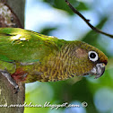 Reddish-bellied parakeet