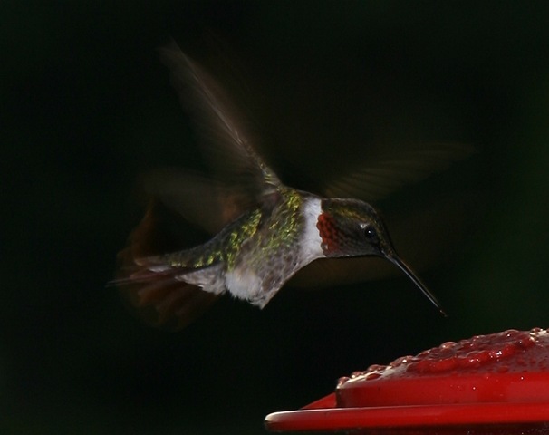 [RT Hummingbird[20].jpg]