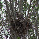 Great Horned Owls