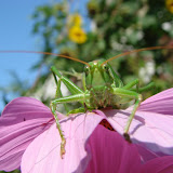 Animals and Plants IV