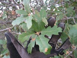 Dry Creek Hybrid Leaves