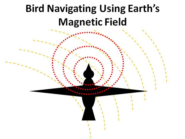 [Bird Mag Field[4].jpg]