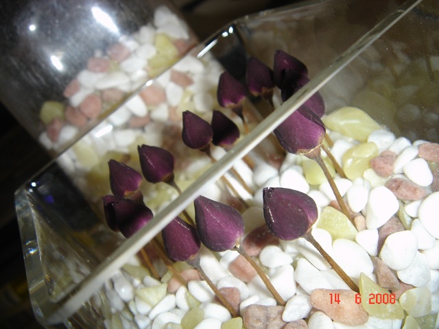 [Alf's Birthday 2008 011[2].jpg]