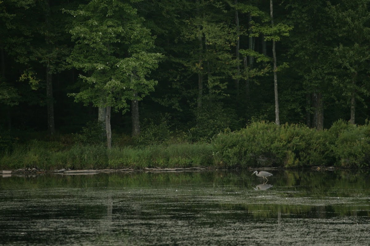 Great Blue Heron
