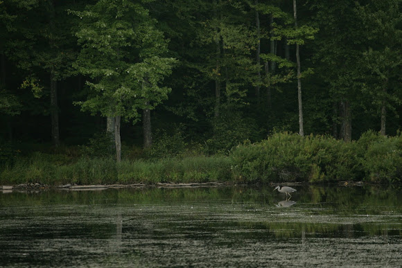 Spotting Image 1