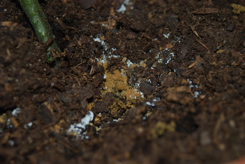 Orange and white stuff?