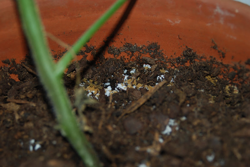 Orange and white stuff?