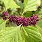 Beautyberry