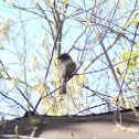 Eastern Phoebe