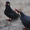 Inca Tern