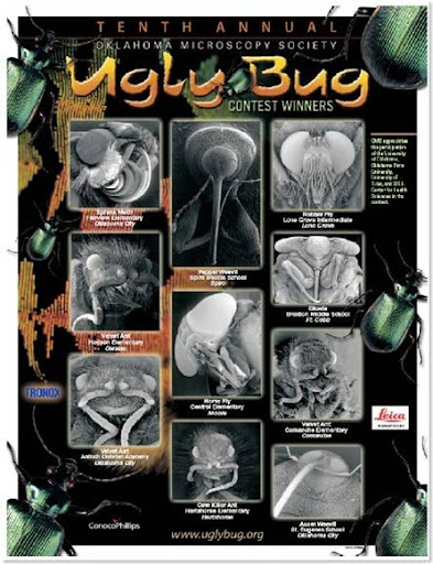 teknomatika insectos