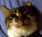 Purringturtle's Avatar
