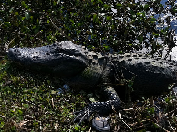 Spotting Image 1