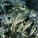 Cardoon