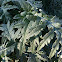 Cardoon