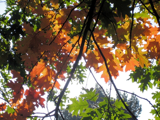 [Autumn leaves[4].jpg]