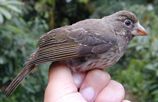Thick-billed%20Seedeater%20okt%2005.jpg?imgmax=512 (36165 bytes)
