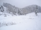 forest in Piatra Mare: in winter