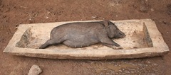 Pig in trough