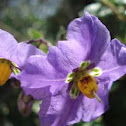 Purple Nightshade