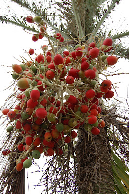 Pinang Palm